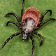 A close-up of the Western black-legged tick (Ixodes pacificus)